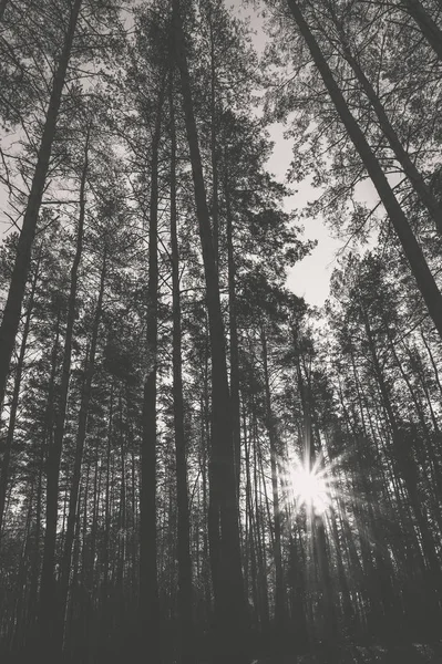 Východ Slunce Borovém Lese Podzim Černobílé Foto — Stock fotografie