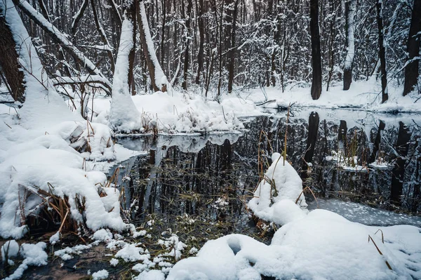 Beautiful Flooded Forest Winter Time — Stock Photo, Image