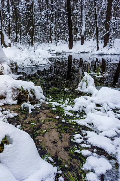 Belle Forêt Inondée Hiver — Photo