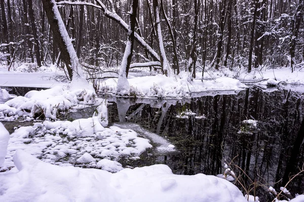 Belle Forêt Inondée Hiver — Photo