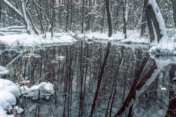 Belle Forêt Inondée Hiver — Photo