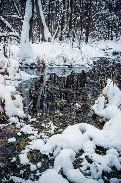 Belle Forêt Inondée Hiver — Photo