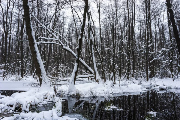 Belle Forêt Inondée Hiver — Photo