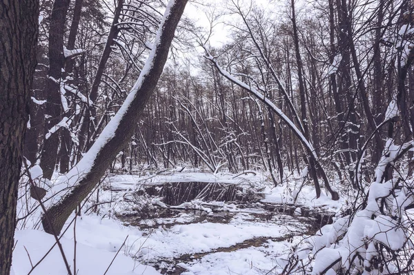 Bela Floresta Inundada Tempo Inverno — Fotografia de Stock