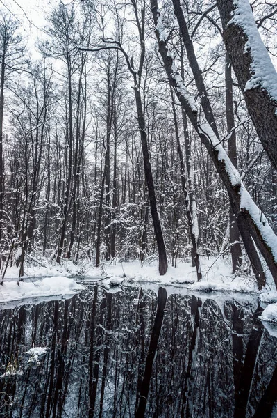 Belle Forêt Inondée Hiver — Photo