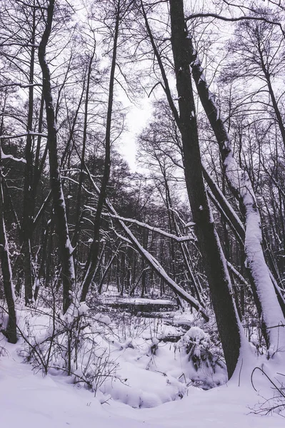 Beautiful Flooded Forest Winter Time — Stock Photo, Image