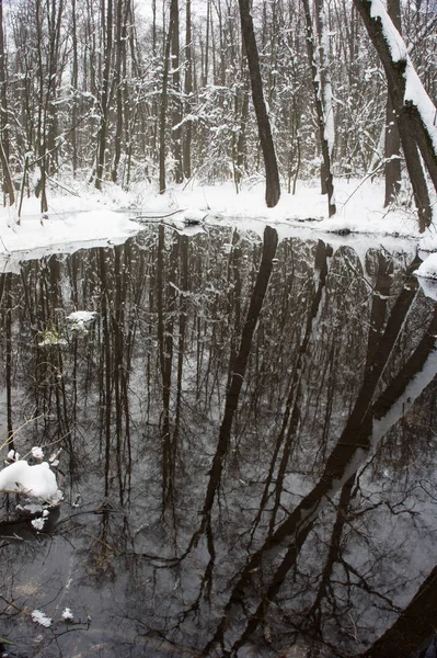 Hermoso Bosque Inundado Invierno — Foto de Stock