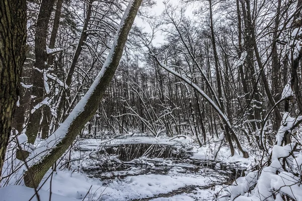 Beautiful Flooded Forest Winter Time — Stock Photo, Image