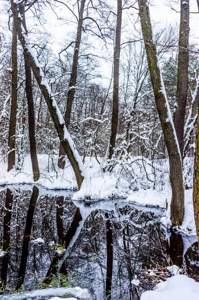 Hermoso Bosque Inundado Invierno — Foto de Stock