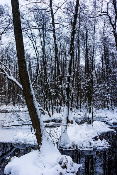 Schöner Überfluteter Wald Winter — Stockfoto