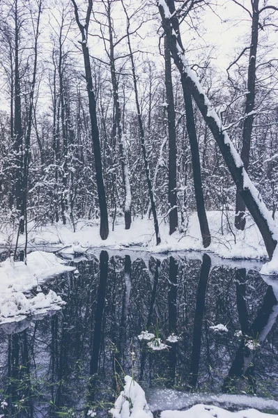 Όμορφο Δάσος Πλημμυρίσει Χειμώνα — Φωτογραφία Αρχείου
