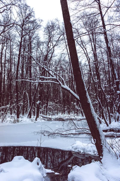 Beautiful Flooded Forest Winter Time — Stock Photo, Image