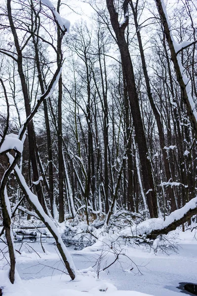 Belle Forêt Inondée Hiver — Photo