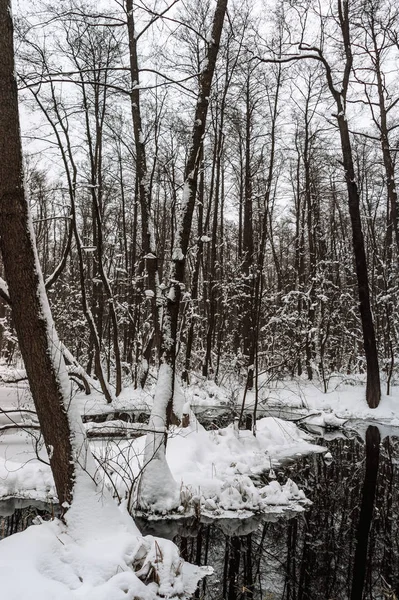 Hermoso Bosque Inundado Invierno — Foto de Stock