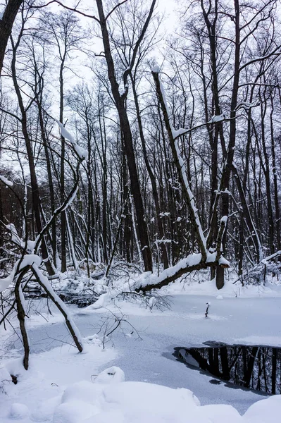 Beautiful Flooded Forest Winter Time — Stock Photo, Image