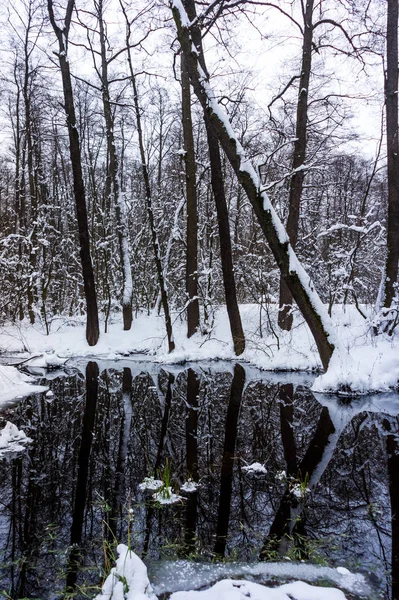 Belle Forêt Inondée Hiver — Photo