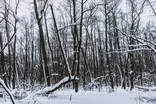 Beautiful Flooded Forest Winter Time — Stock Photo, Image