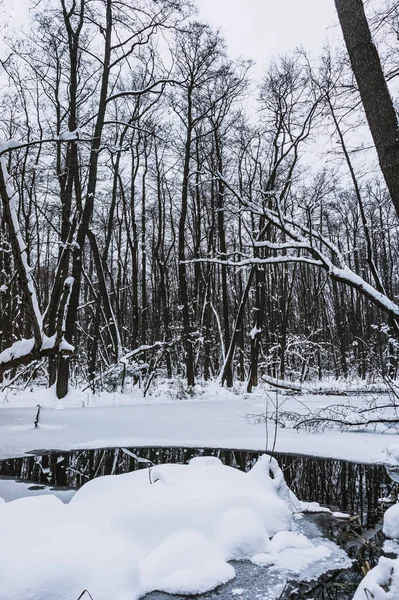 Hermoso Bosque Inundado Invierno — Foto de Stock