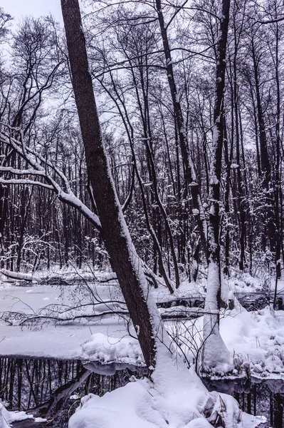 Belle Forêt Inondée Hiver — Photo