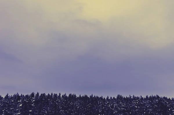Вершини Зимових Сосен Неба Місцем Тексту Шаблон Дизайну — стокове фото