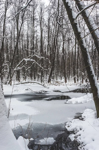 Belle Forêt Inondée Hiver — Photo