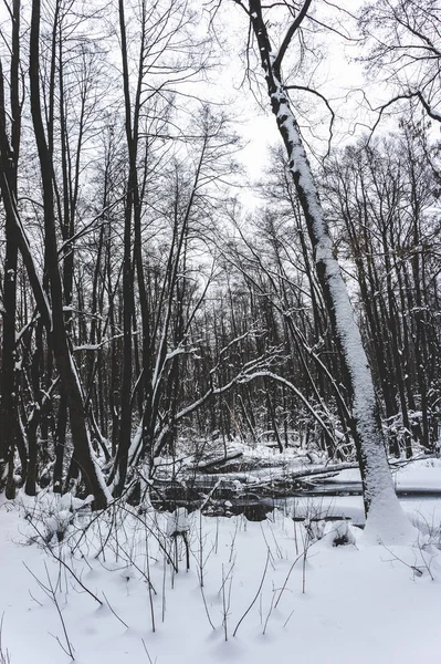 Belle Forêt Inondée Hiver — Photo