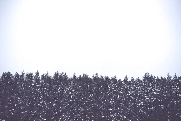 冬天的松树和天空与文本的地方的顶部 用于设计的模板 — 图库照片