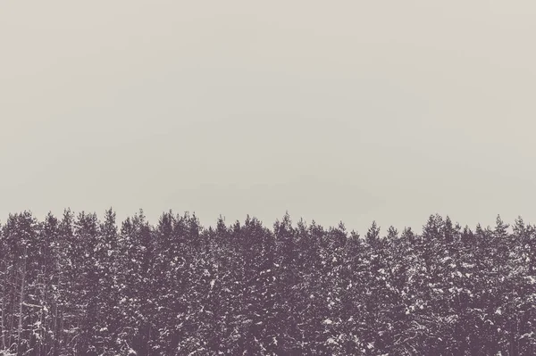 Κορυφές Των Δέντρων Πεύκων Χειμώνα Και Ουρανό Χώρο Για Κείμενο — Φωτογραφία Αρχείου