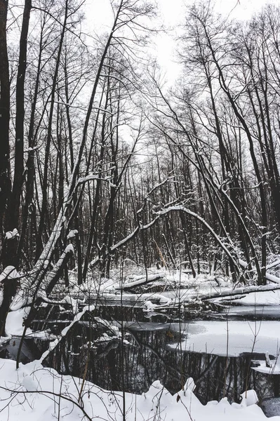 Hermoso Bosque Inundado Invierno — Foto de Stock