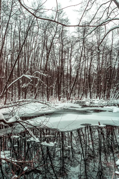 Belle Forêt Inondée Hiver — Photo