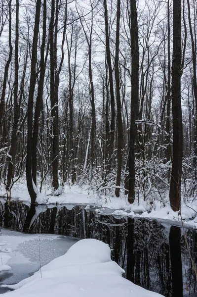 Красивый Затопленный Лес Зимнее Время — стоковое фото