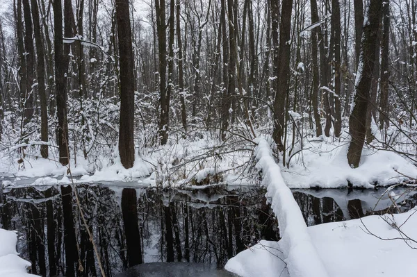 Belle Forêt Inondée Hiver — Photo