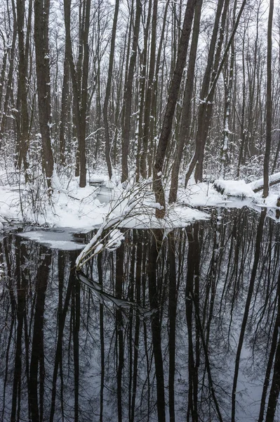 Belle Forêt Inondée Hiver — Photo