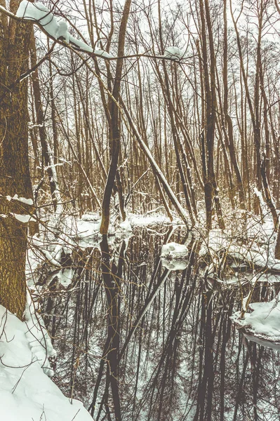 Belle Forêt Inondée Hiver — Photo