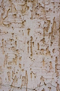 Arka plan olarak dekoratif sıva duvar dokusu. Kabukları böcek tarzı.