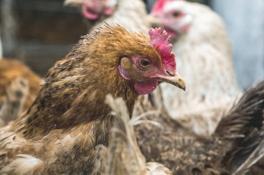 Çiftlikteki tavuklar. Tonlanmış, stil, renk fotoğrafı.