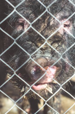 Bir çiftlikte bir mesh çit arkasında Vietnamca domuz.