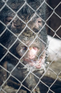 Bir çiftlikte bir mesh çit arkasında Vietnamca domuz.