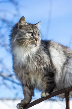 Gri bir kırsal kedi portresi