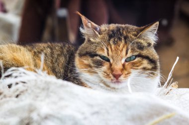 Kırmızı kırsal kedi portresi.