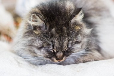 Gri bir kırsal kedi portresi.