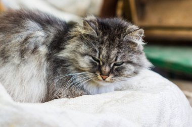 Gri bir kırsal kedi portresi.