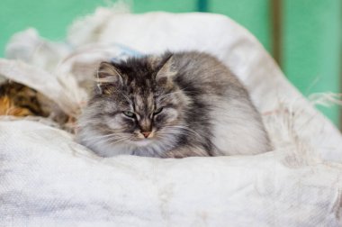 Gri bir kırsal kedi portresi.