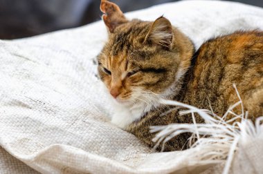 Kırmızı kırsal kedi portresi