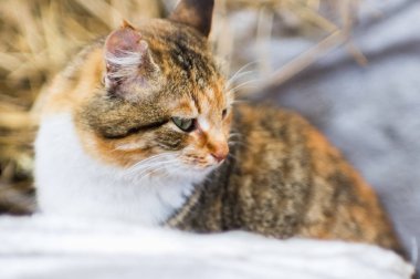 Kırmızı kırsal kedi portresi