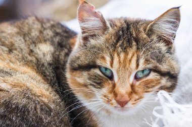 Kırmızı kırsal kedi portresi