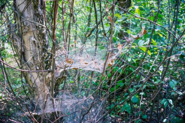 Bir web etrafında ormandaki bir ağaç.