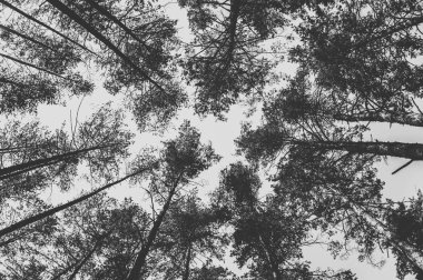 Ormandaki çam ağaçlarının en fazla. Tek renkli fotoğraf