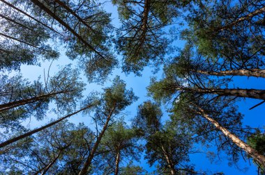 Ormandaki çam ağaçlarının tepeleri.
