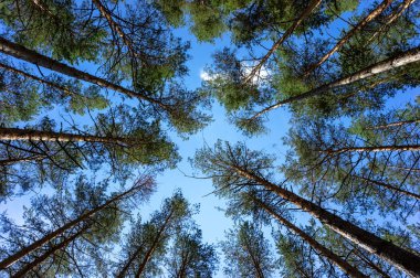 Ormandaki çam ağaçlarının tepeleri.